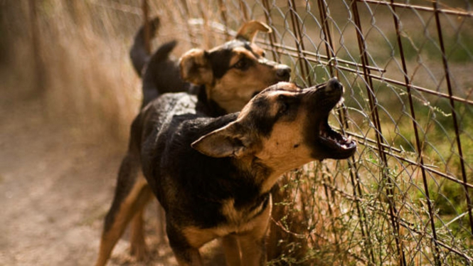 Anjing menggonggong (ilustrasi).