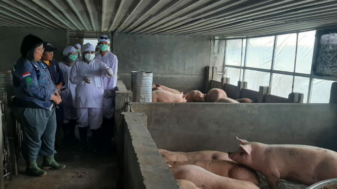 UPT Barantin lakukan pemeriksaan babi asal Simalungun yang akan dikirim ke Kalimantan Barat.