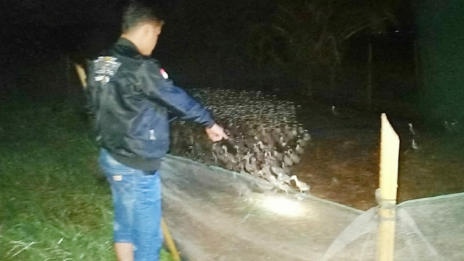 Ratusan bebek hasil pencurian diamankan polisi.
