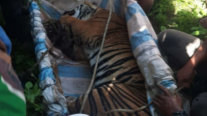 Seekor harimau terperangkap jerat babi di Simalungun.