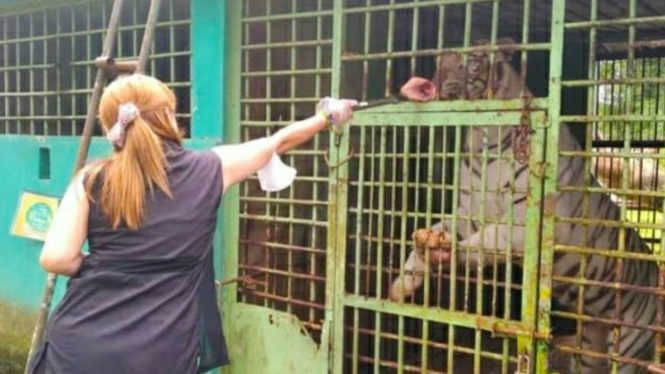 Pengunjung Medan Zoo memberikan makanan kepada harimau.