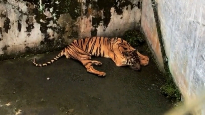 Kondisi Harimau Sumatera bernama Bintang Sorik di Medan Zoo.