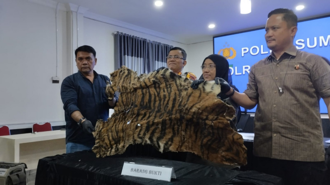 Kapolrestabes Medan, Kombes Pol Teddy John Sahala Marbun tunjukkan barang bukti bukti kulit Harimau.