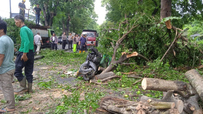 Pohon besar tumbang timpa pemotor hingga tewas di Kota Medan.