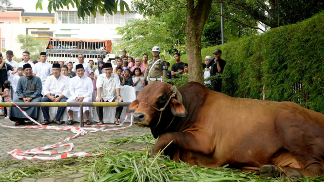 Pj Gubernur Sumut, Hassanudin menyerahkan satu ekor sapi kurban ke pengurus Masjid Al Jihad.