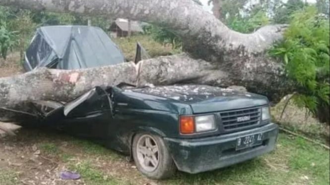 Kondisi mobil Panther ringsek tertimpa pohon yang menewaskan 3 orang di Kabupaten Langkat.