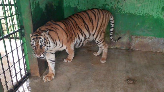 Harimau Sumatera Si Manis semasa hidup di Kebun Binatang Medan Zoo.