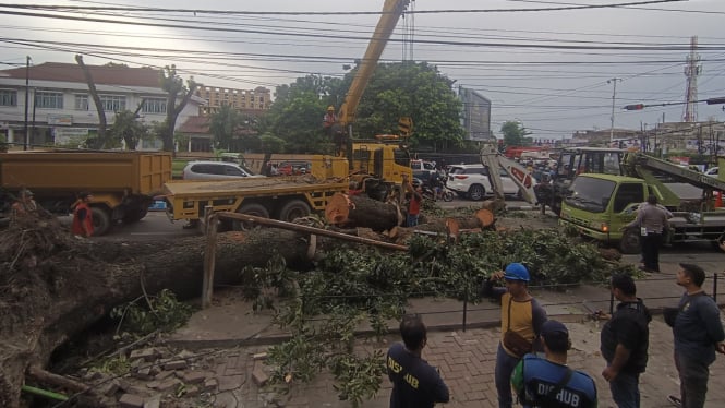 Pohon tumbang timpa sejumlah kendaraan di Medan.