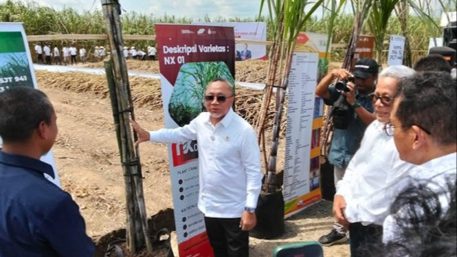 Menko Bidang Pangan, Zulkifli Hasan saat panen tebu di Langkat.