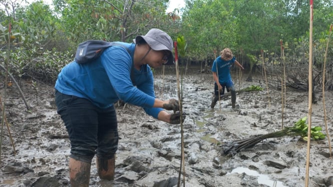 BRGM lakukan penanaman mangrove di Sumut.