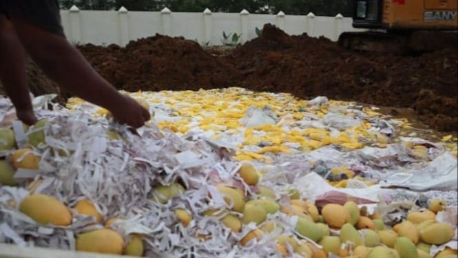 Pemusnahan 12 ton mangga ilegal asal Thailand.