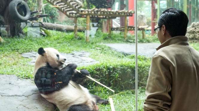 Wali Kota Medan, Rico Waas saat mengunjungi Taman Safari Indonesia.
