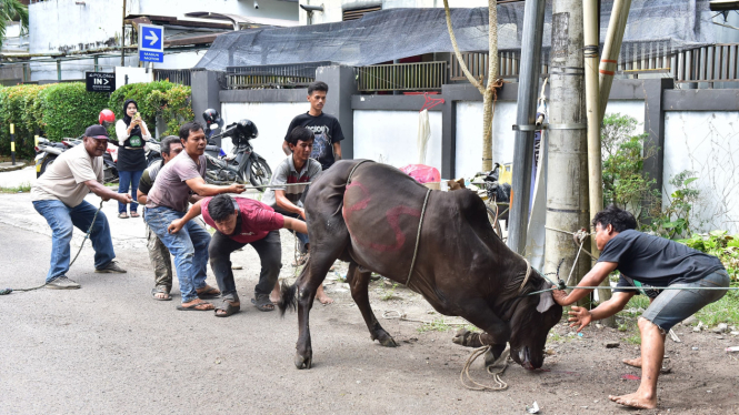 Jurnalis gelar penyembelihan hewan kurban di Warkop Jurnalis Medan.