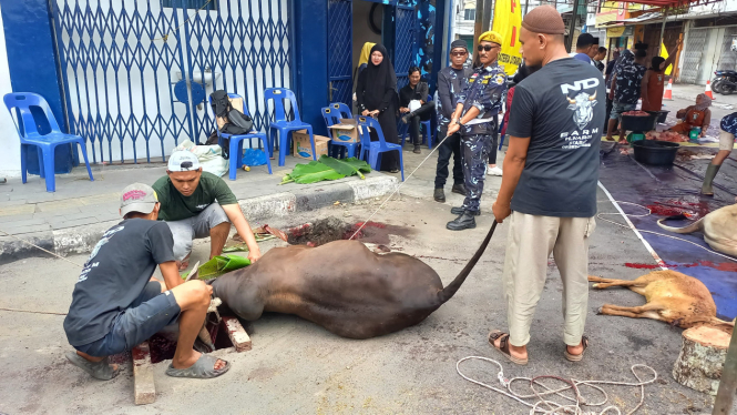 DPD AMPI Sumut saat melakukan penyembelihan hewan kurban.