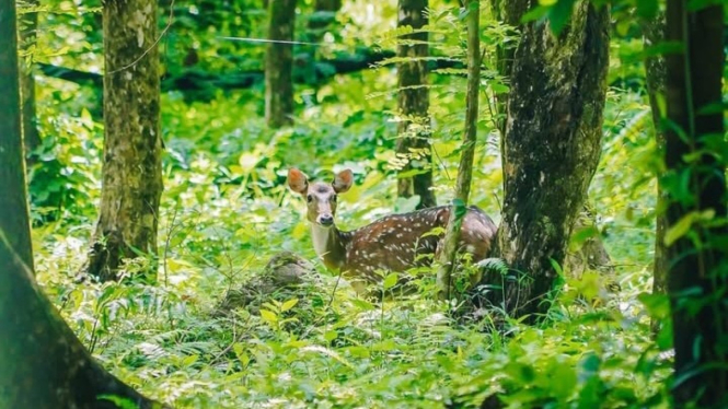 Rusa Totol Taman Cadika Medan.