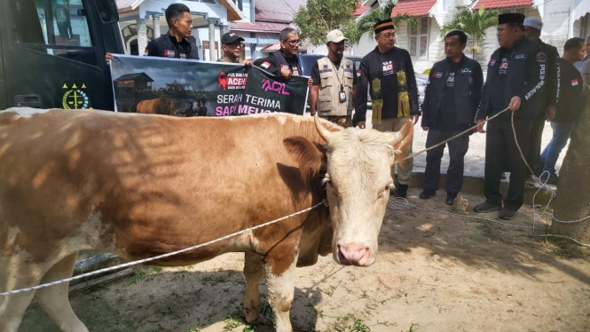 AQL Laznas Peduli serahkan 7 ekor sapi untuk meugang puasa Ramadan di Aceh Timur.