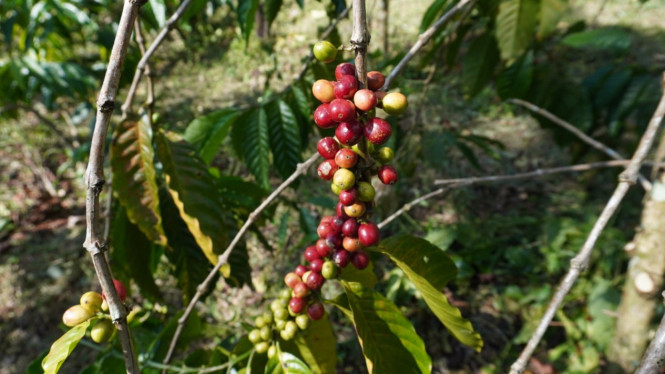 Kopi Marancar Godang Tapsel.