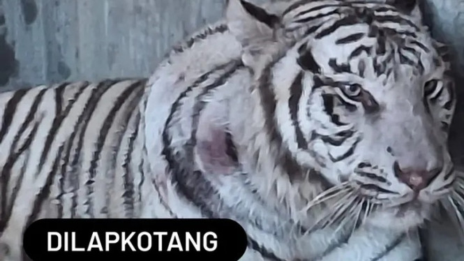 Harimau putih asal Semarang Zoo dikabarkan mati.
