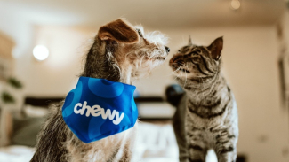 Anjing dan Kucing Anjing dan Kucing