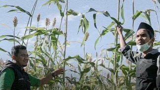 Rizki Hamdani bersama petani meninjau pertumbuhan sorgum. Rizki Hamdani bersama petani meninjau pertumbuhan sorgum.