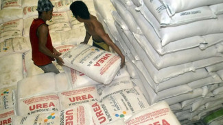 Distributor dan PI Beda Tanggapan Terkait Pupuk Bersubsidi, Petani Wongsorejo Makin Bingung