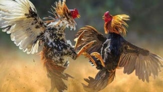 Tantang APH Situbondo? Judi Sabung Ayam Desa Wonorejo, Banyuputih Tidak Pernah Libur
