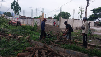 3 Pohon Perindang Jalur Pantura Jadi Tumbal KDMP Bajulmati, Siapa Bertanggung Jawab?