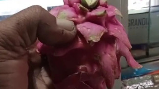 Kualitas Buah Naga MBG SPPG Sumberanyar Disorot, Diduga Hasil Sortiran Tak Layak