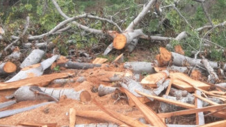 Polisi Belum Bertindak, Pelaku Pembalakan Liar Pohon Kapuk Lahan PT Pertamina (Persero) di Wongsorejo Melenggang Bebas