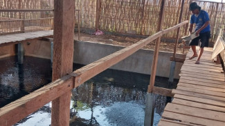 Inovasi Ganda BUMDes Bajulmati: Budidaya Bebek Petelur dan Ikan Lele Dalam Satu Area
