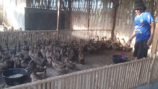 1 Bulan Dibudidayakan, 700 Bebek Bumdes Bajulmati Beri Hasil Membanggakan