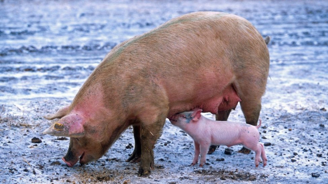 Induk babi dan anak babi