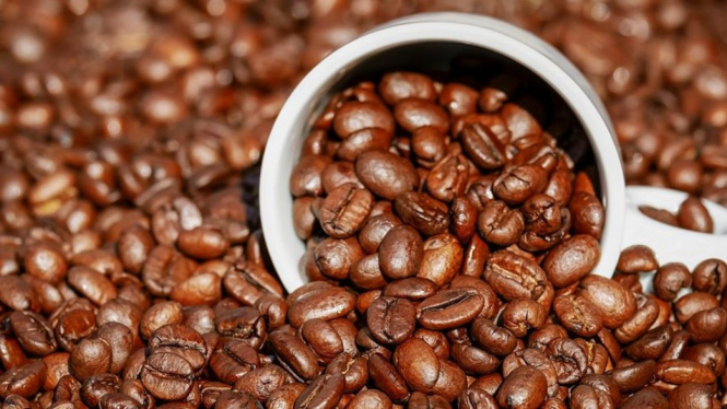 Ilustrasi kopi robusta dan arabika yang telah diroasting.