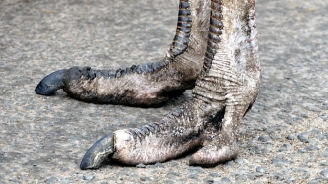 Kaki Suku Vadoma disebut mirip dengan kaki burung unta.