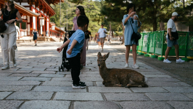 Anak bermain dengan rusa