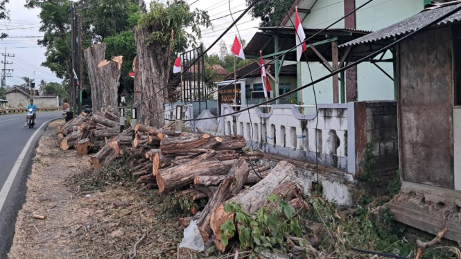 5 Pohon perindang di jalur Pantura Banyuwangi ditebang secara ilegal