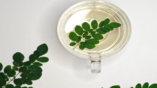 Secangkir teh herbal dari daun moringa segar