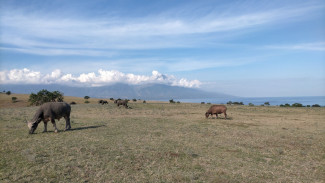 Lakukan 5 Hal Ini di Mausui, Savana 'Afrika' di Flores
