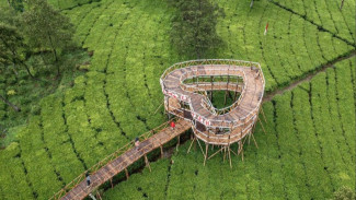 Tiga Kebun Teh Dekat Yogyakarta dengan Panorama Menakjubkan