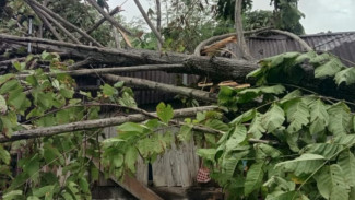 Rumah di Tanjung Boleng Rusak Berat Tertimpa Pohon