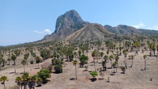 Penampakan Nuca Molas ‘Jurassic Park’ di Manggarai