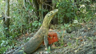 Keberadaan Komodo Pota di Kecamatan Sambi Rampas, Pesona Baru yang Memikat Wisatawan