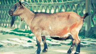 Semua Hal Menarik tentang Kambing: Ciri, Jenis, dan Cara Merawatnya