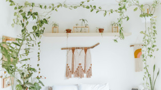 Ini 7 Tips Merawat Tanaman Hias Merambat