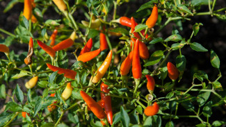 Panduan Lengkap Merawat Tanaman Cabai Agar Tahan Hama dan Berbuah Lebat