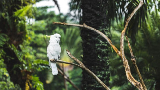 Kakatua Kecil Jambul Kuning: Burung Endemik yang Bertahan di Taman Nasional Komodo