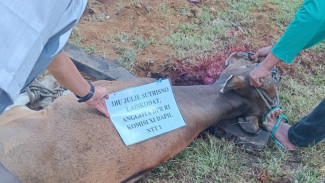 Hari Raya Idul Adha, Julie Laiskodat Bagikan 15 Ekor Sapi Kurban untuk Umat Muslim di NTT