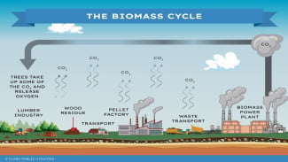 Biomassa: Energi dari Limbah, Solusi Berkelanjutan yang Menyentuh Kehidupan dan Masa Depan