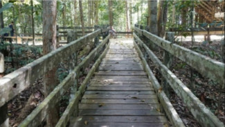 Bukit Bangkirai, Destinasi Healing dengan Pemandangan Hutan Tropis dan Kuliner Unik