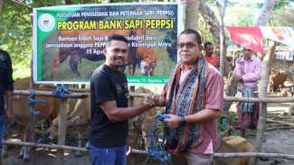 Implementasi Pakan Lokal dan Pola Pertanaman Terintegrasi: Hasil Riset Program Berdikari Kemendikbudristek di NTT